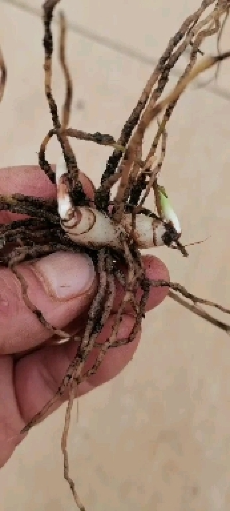 三叉白芨种苗白芨块茎，包教技术上门指导