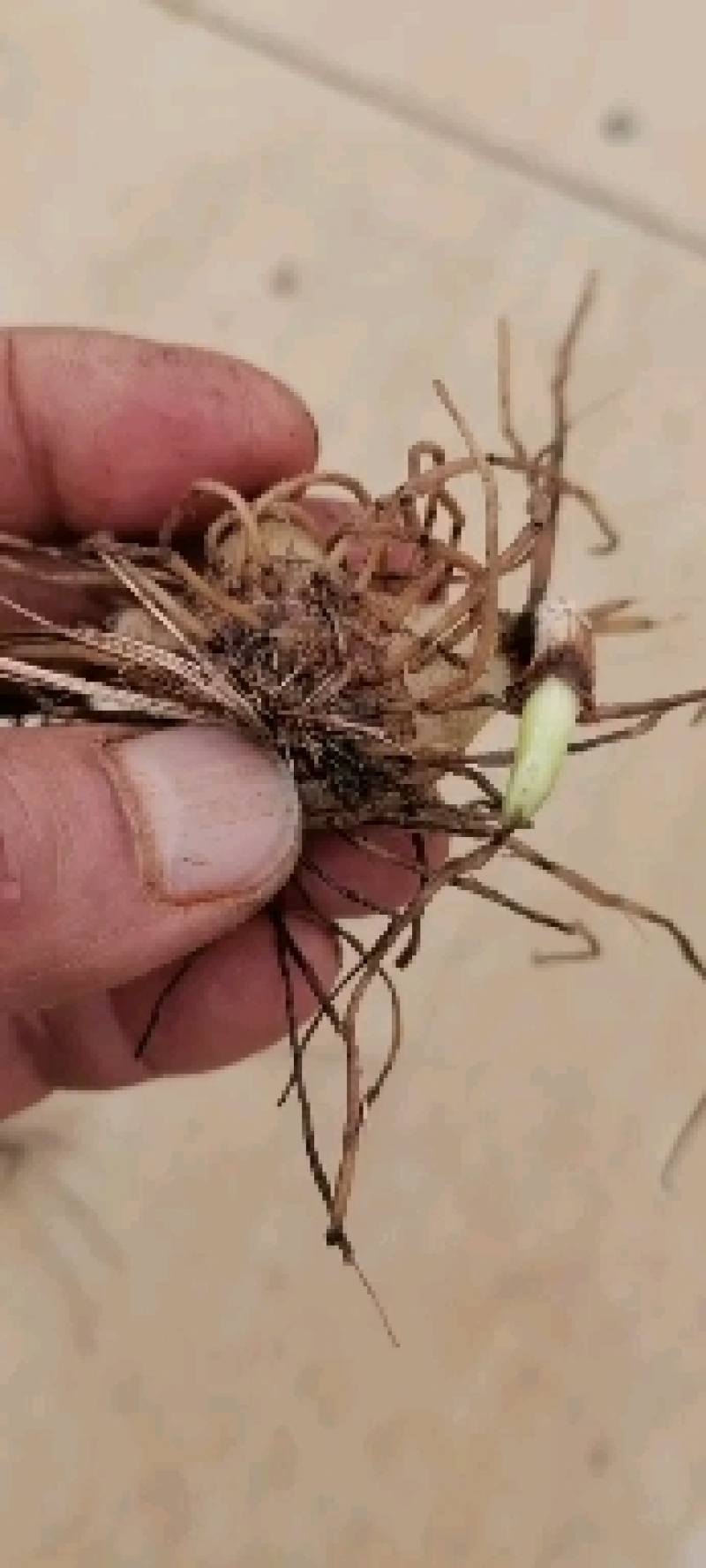三叉白芨种苗白芨块茎，包教技术上门指导