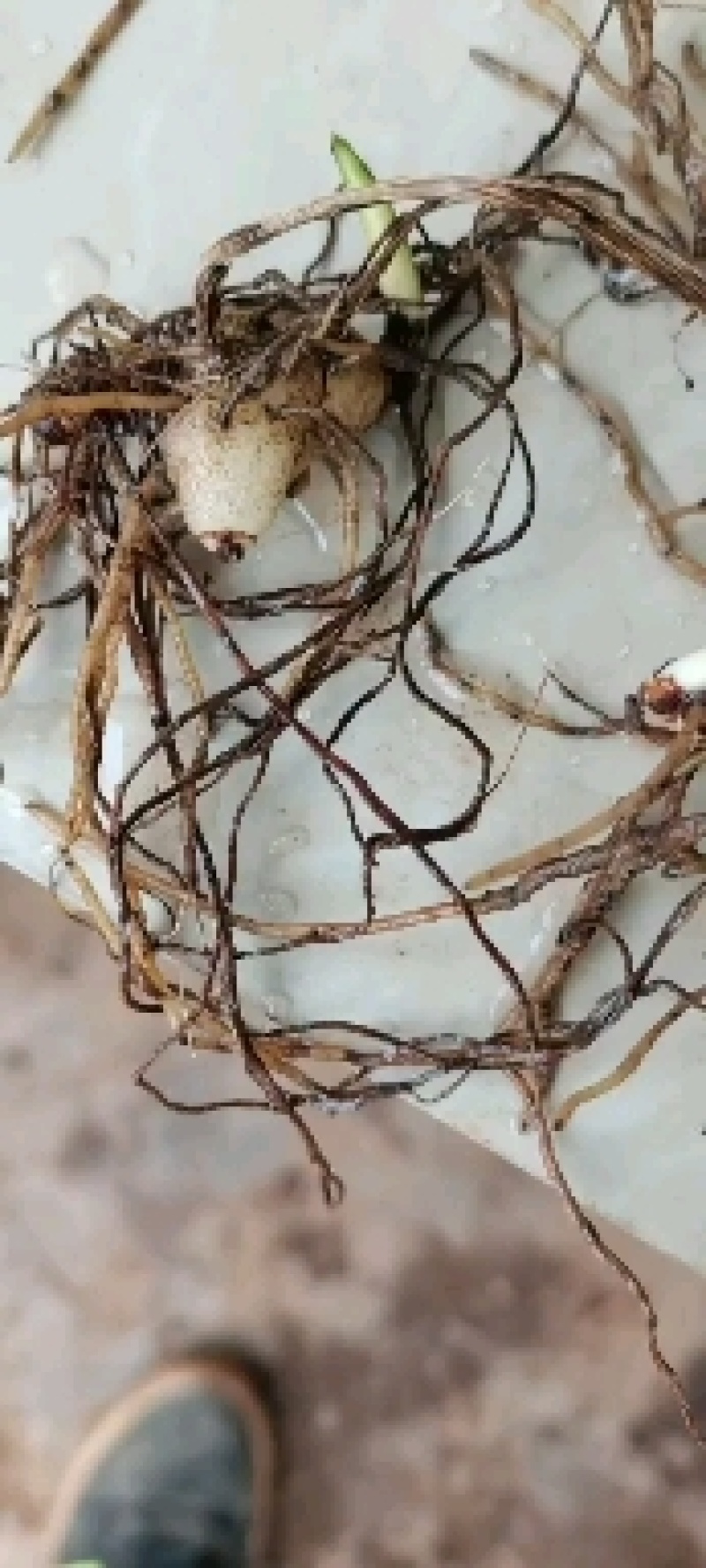 三叉白芨种苗白芨块茎，包教技术上门指导