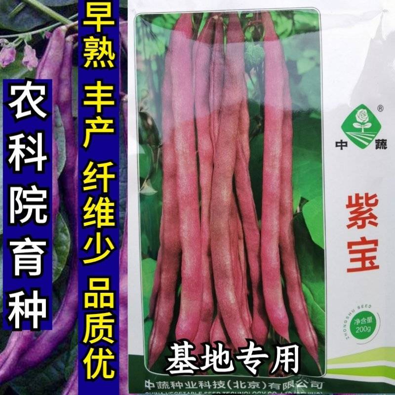 紫宝紫架豆种子四季豆种子中蔬农科院育种高产早熟