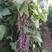 紫宝紫架豆种子四季豆种子中蔬农科院育种高产早熟