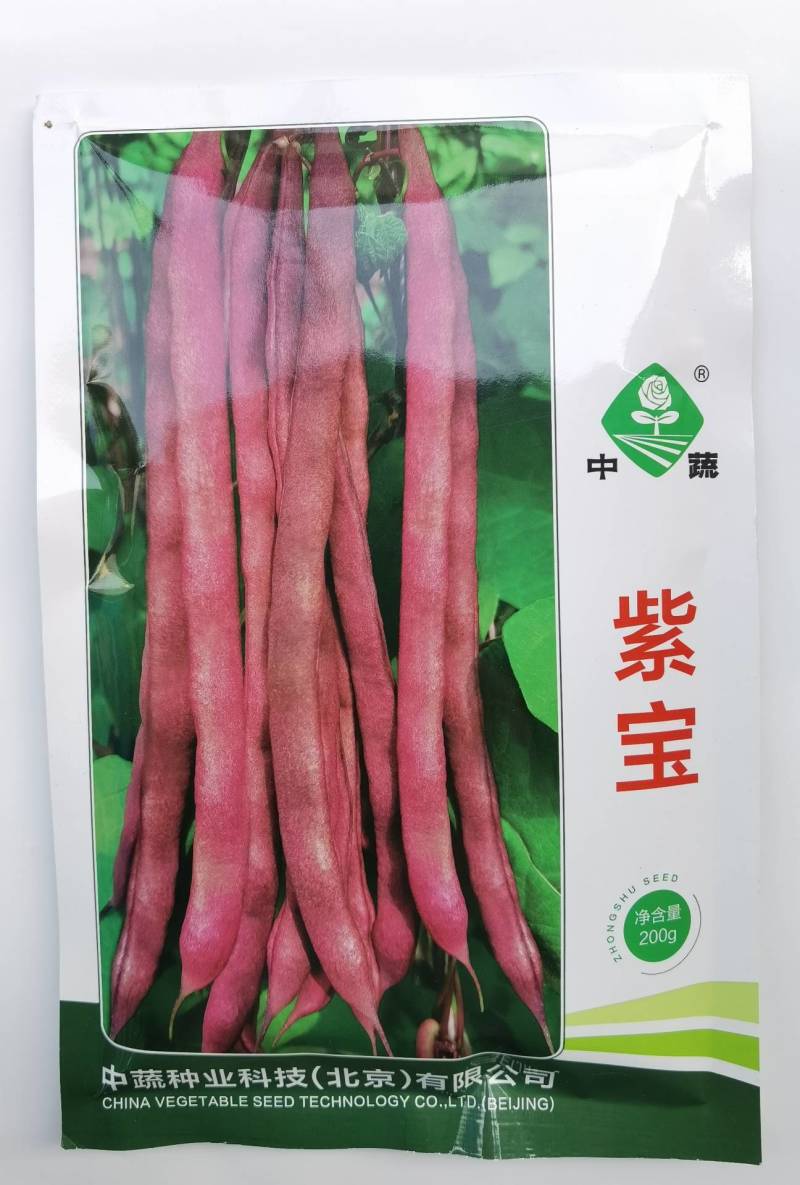紫宝紫架豆种子四季豆种子中蔬农科院育种高产早熟