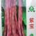 紫宝紫架豆种子四季豆种子中蔬农科院育种高产早熟