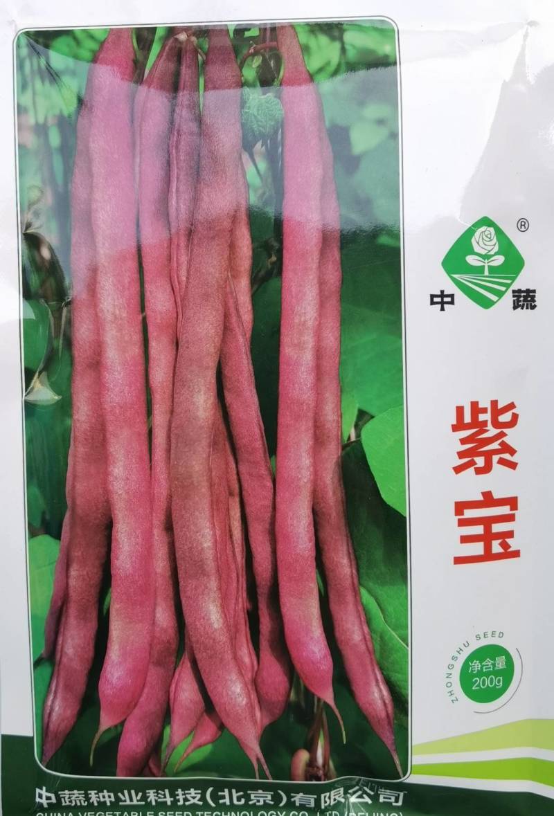 紫宝紫架豆种子四季豆种子中蔬农科院育种高产早熟