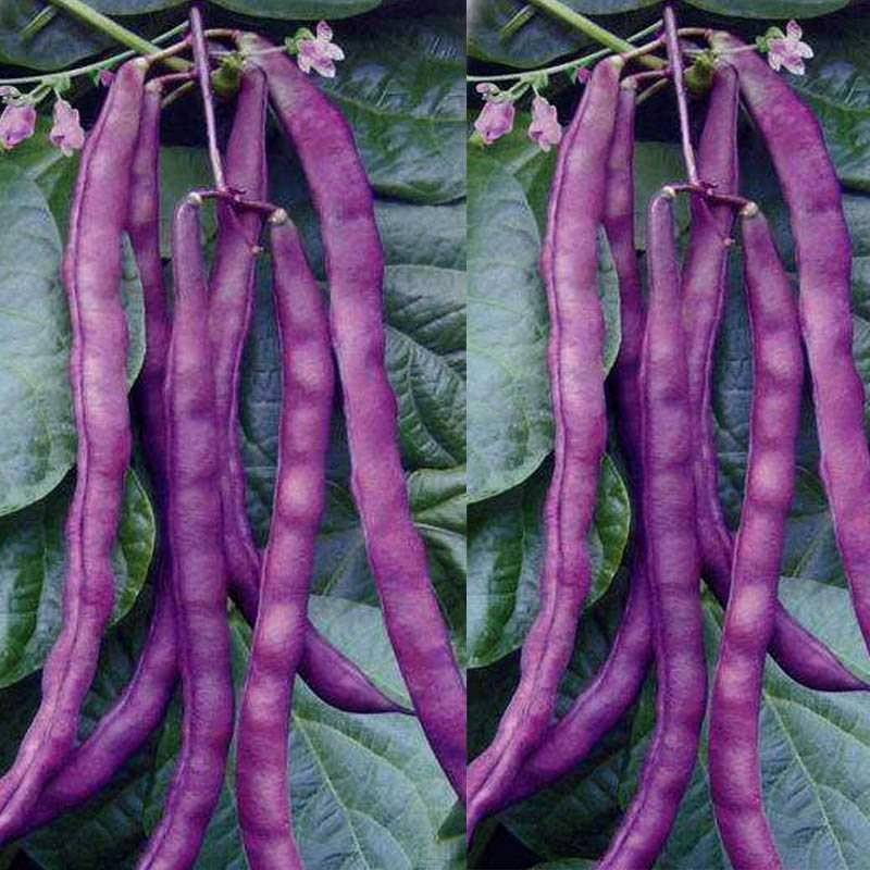 紫宝紫架豆种子四季豆种子中蔬农科院育种高产早熟
