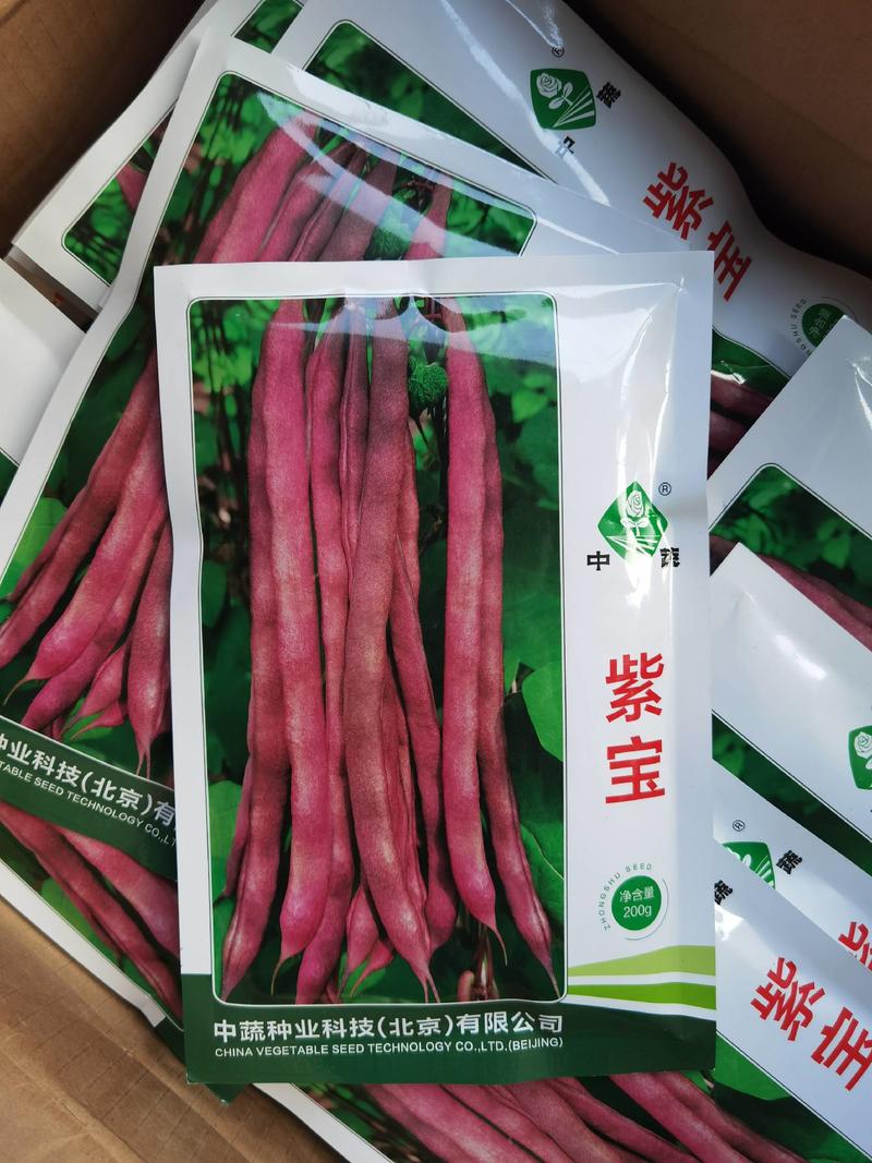 紫宝紫架豆种子四季豆种子中蔬农科院育种高产早熟