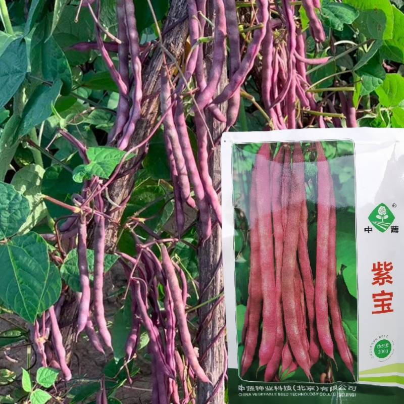 紫宝紫架豆种子四季豆种子中蔬农科院育种高产早熟