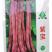 紫宝紫架豆种子四季豆种子中蔬农科院育种高产早熟