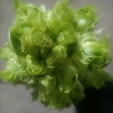 儿菜