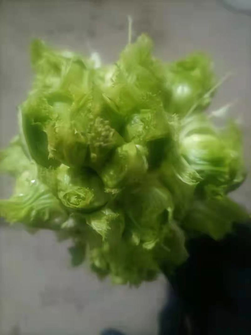 儿菜