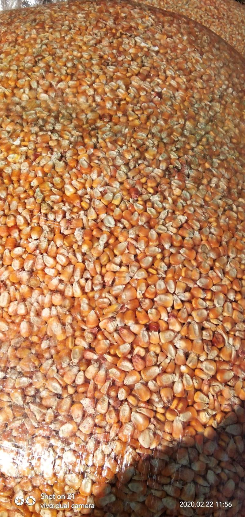 贵州优质干玉米黄玉米（水分14%~15%）