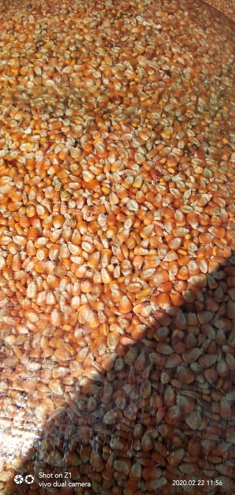 贵州优质干玉米黄玉米（水分14%~15%）