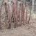 红刺藤桩，山木香，产地现挖直发根系好易成活