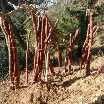 红刺藤桩，山木香，产地现挖直发根系好易成活