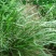 优质草坪种子弯叶画眉草种子公路护坡草坪河岸护堤耐寒耐旱