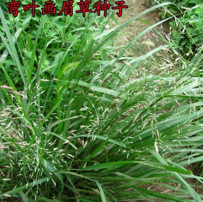优质草坪种子弯叶画眉草种子公路护坡草坪河岸护堤耐寒耐旱