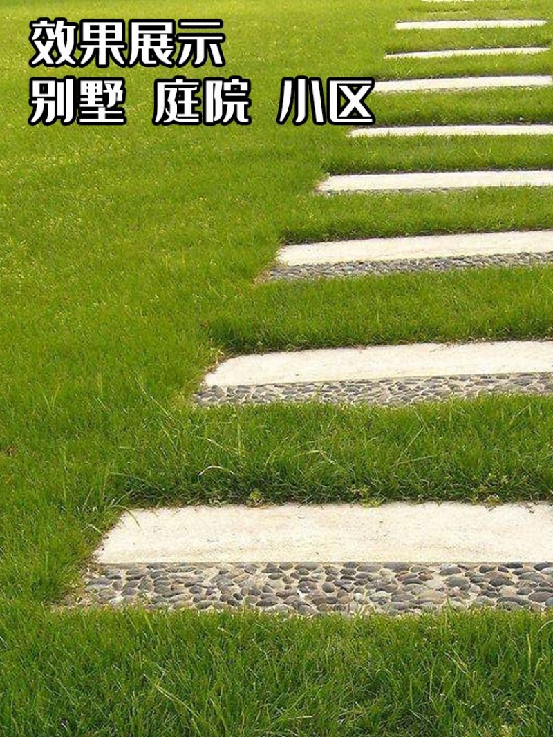 优质草坪种子弯叶画眉草种子公路护坡草坪河岸护堤耐寒耐旱