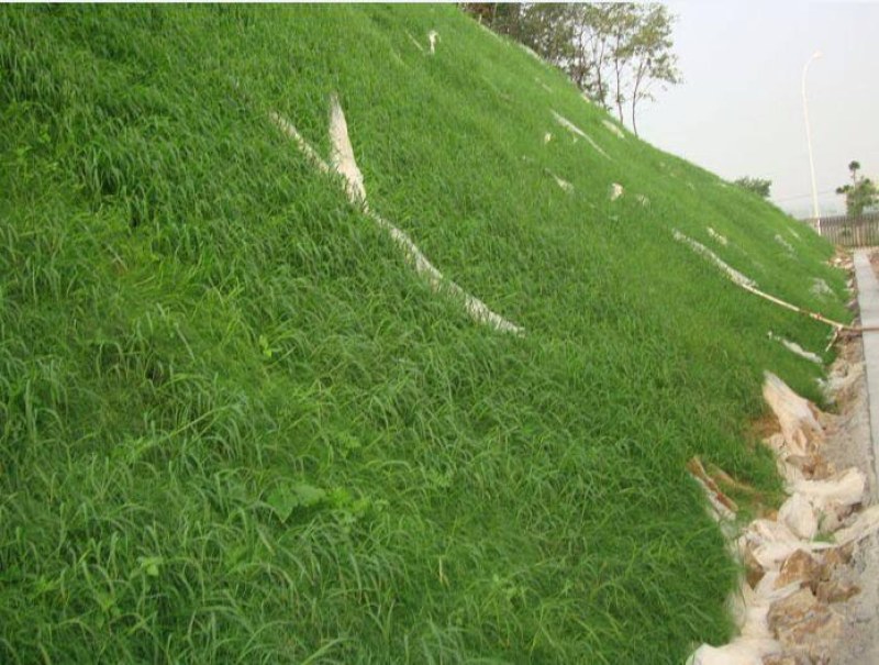 优质草坪种子弯叶画眉草种子公路护坡草坪河岸护堤耐寒耐旱
