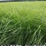 优质草坪种子弯叶画眉草种子公路护坡草坪河岸护堤耐寒耐旱