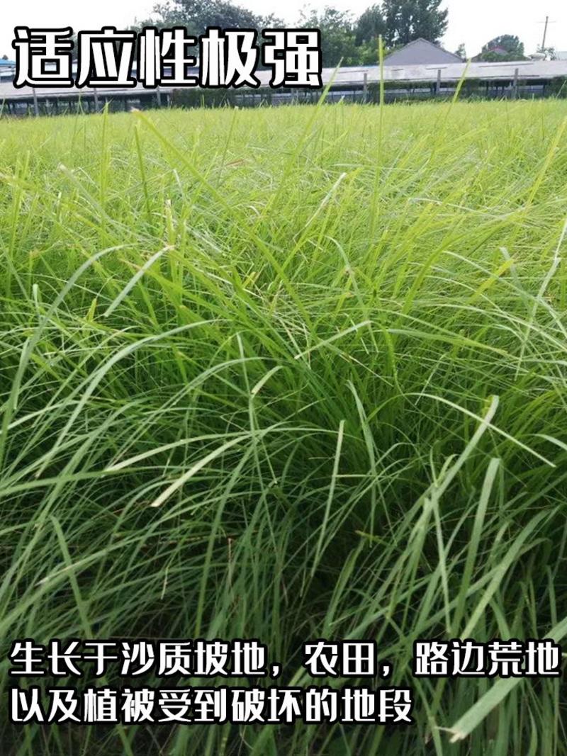 优质草坪种子弯叶画眉草种子公路护坡草坪河岸护堤耐寒耐旱