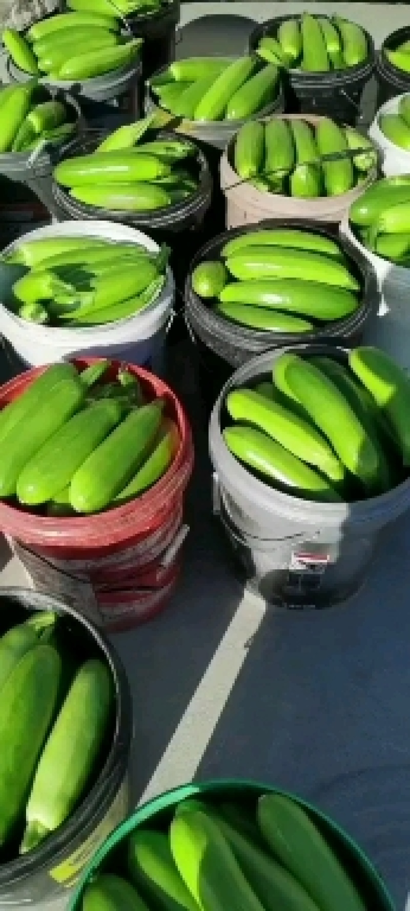 山东淄博临淄东石来宾菜场精品绿皮西葫芦量大供应，产地直销