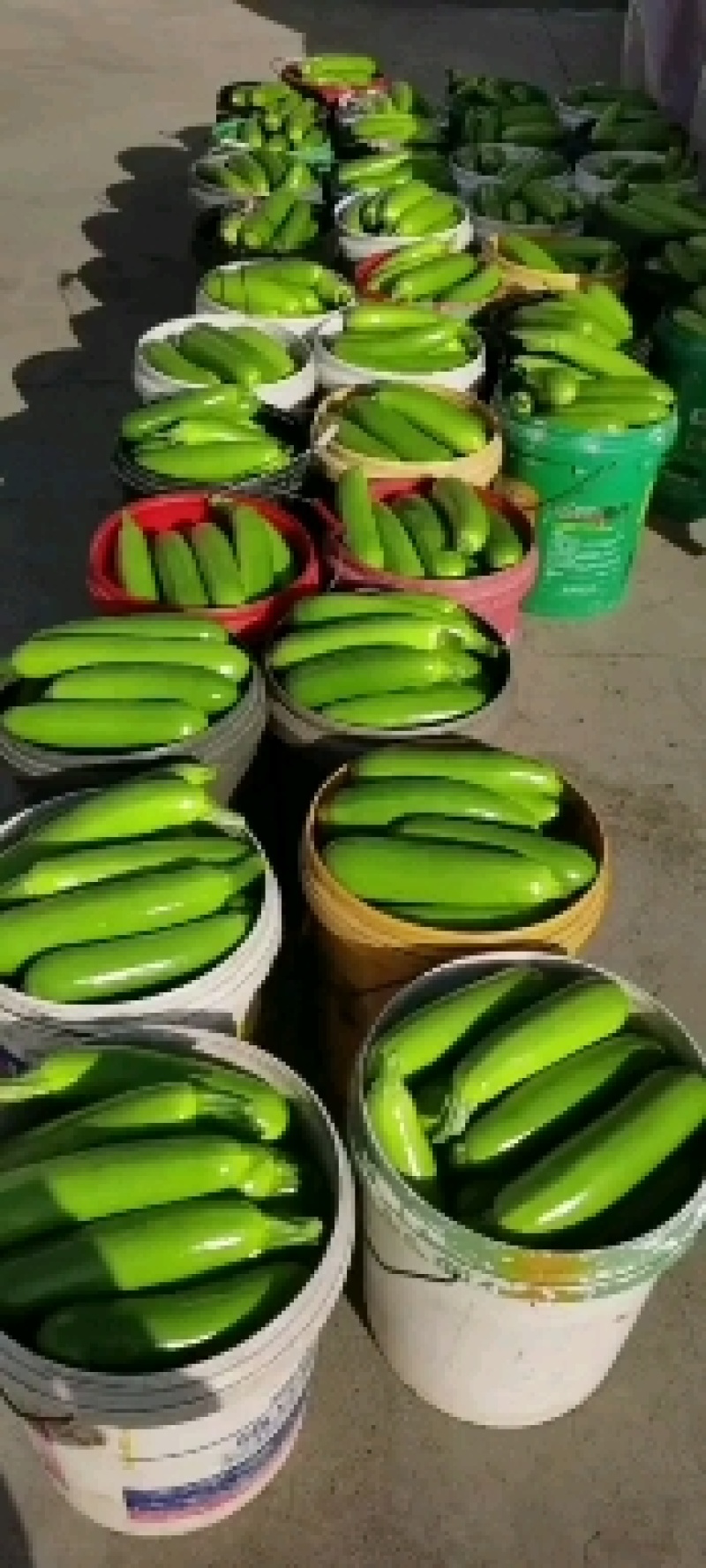 山东淄博临淄东石来宾菜场精品绿皮西葫芦量大供应，产地直销