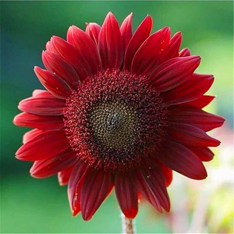 观赏向日葵种子食用葵花种子油葵种籽子高矮黄花海种子
