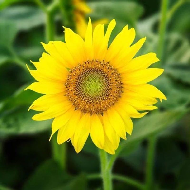 观赏向日葵种子食用葵花种子油葵种籽子高矮黄花海种子