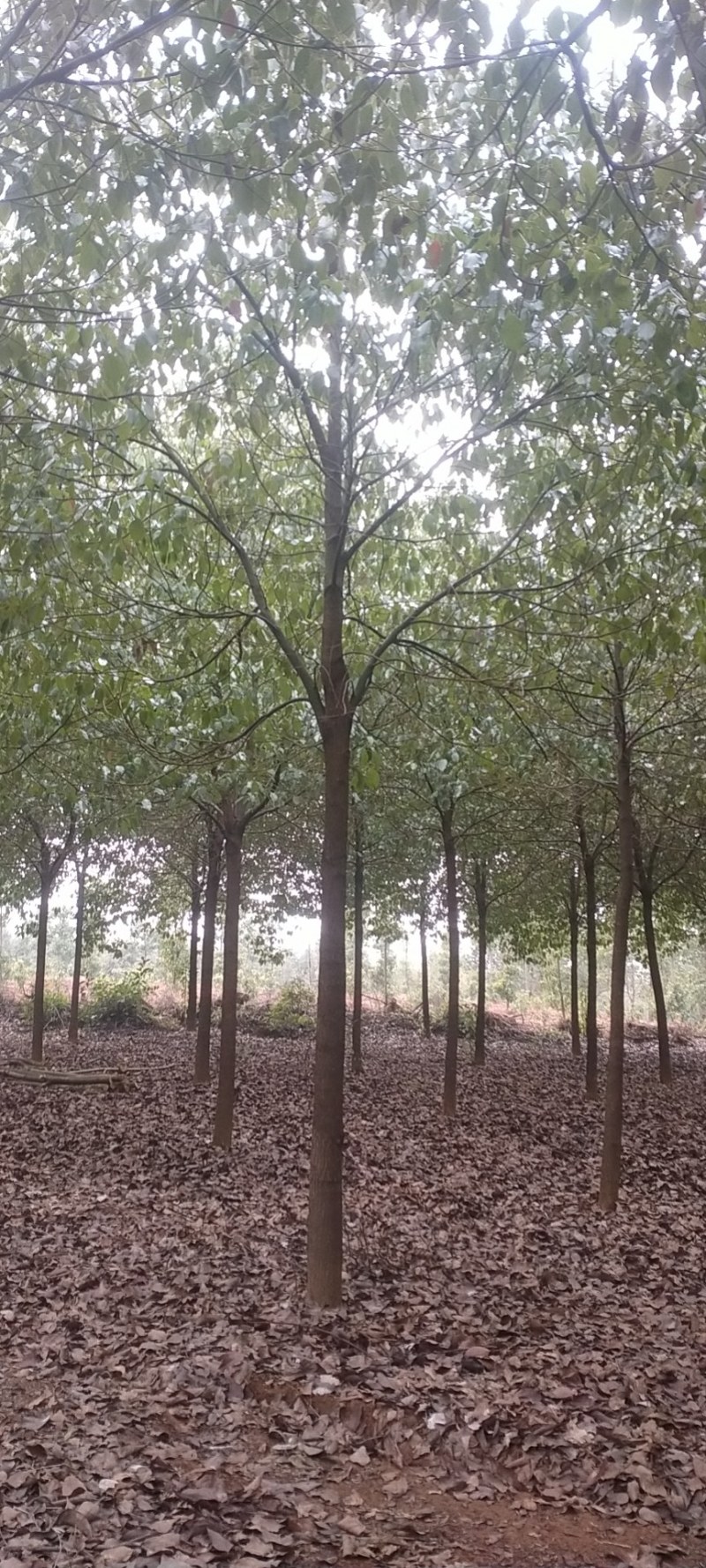 【推荐】大量现货出售各种规格的香樟树截杆反帽原生全冠