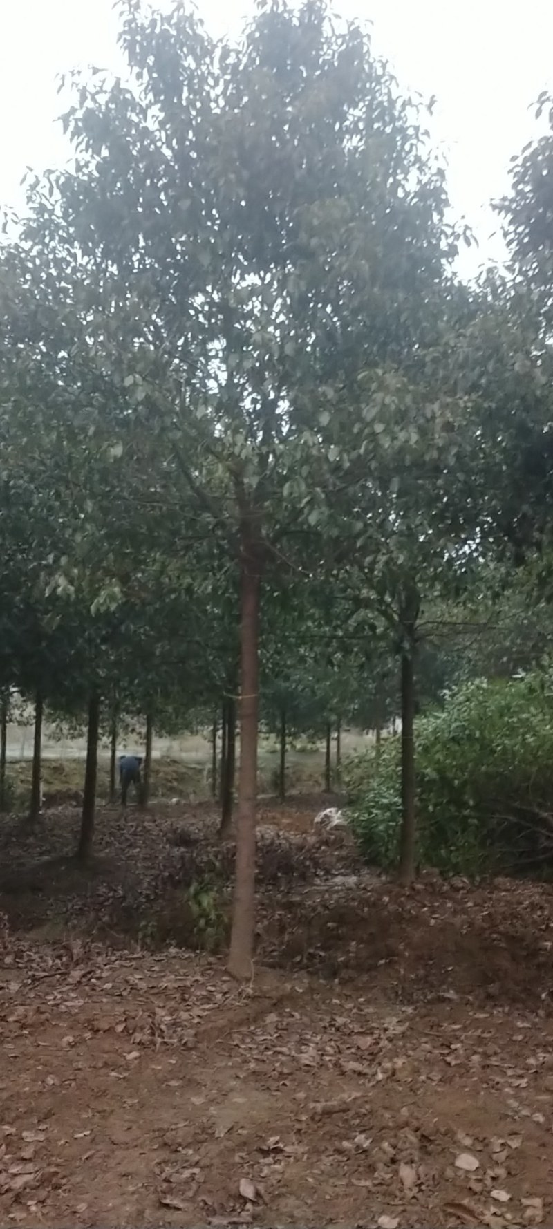 【推荐】大量现货出售各种规格的香樟树截杆反帽原生全冠