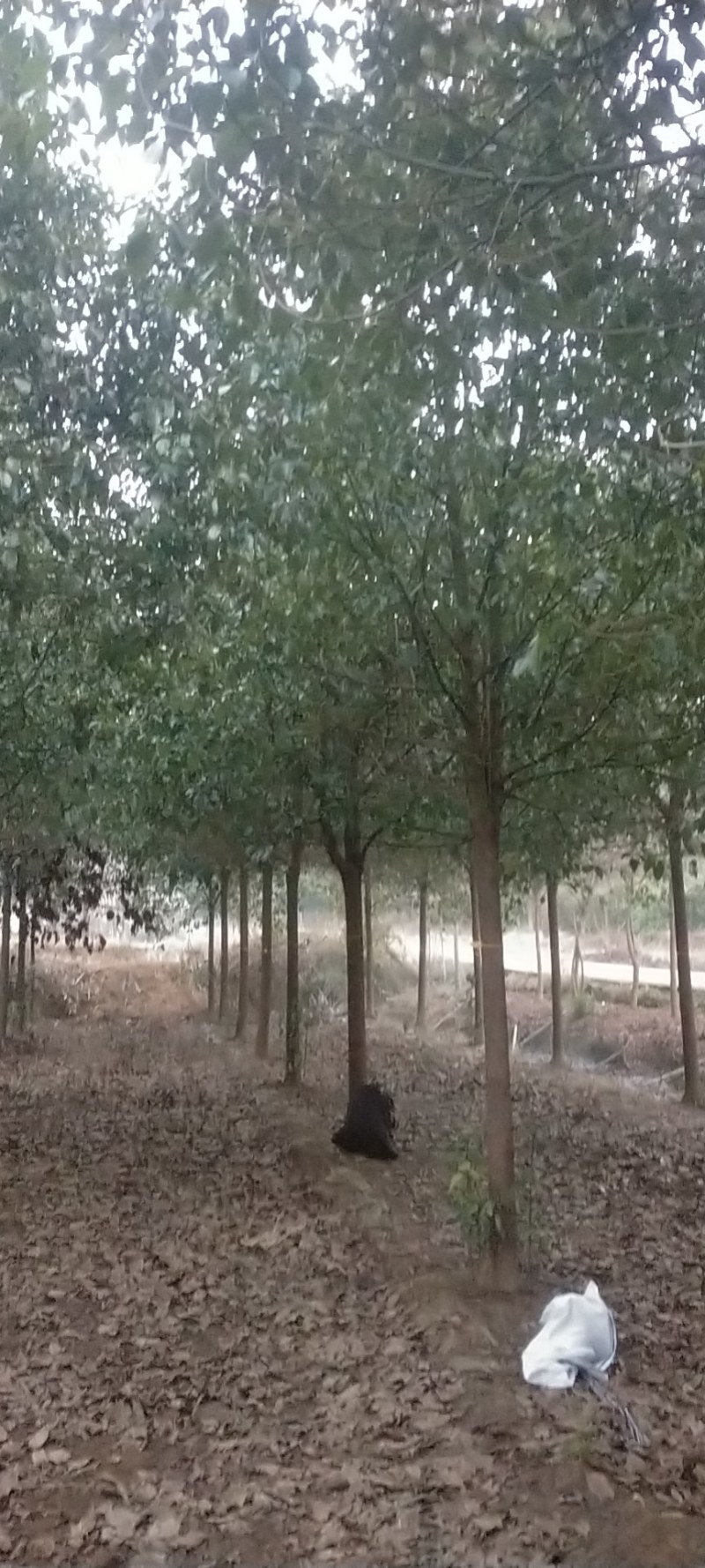 【推荐】大量现货出售各种规格的香樟树截杆反帽原生全冠