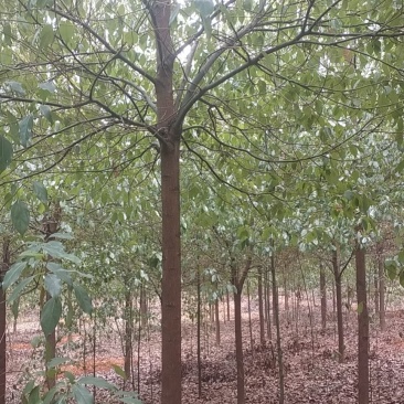 【推荐】大量现货出售各种规格的香樟树截杆反帽原生全冠