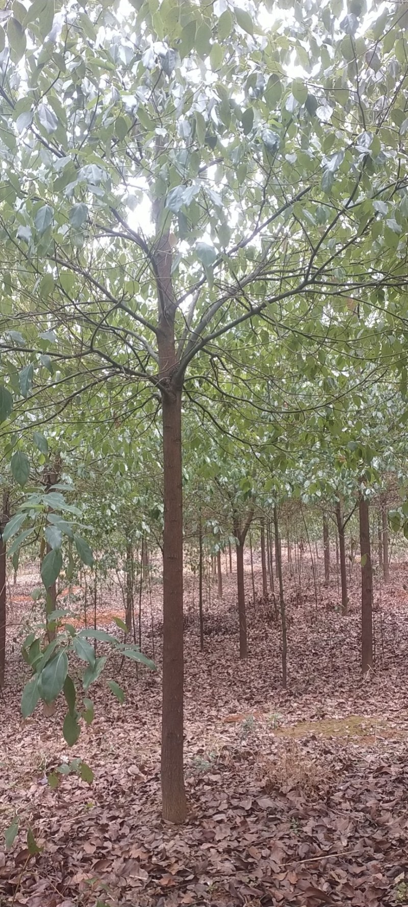 【推荐】大量现货出售各种规格的香樟树截杆反帽原生全冠