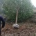 【推荐】大量现货出售各种规格的香樟树截杆反帽原生全冠