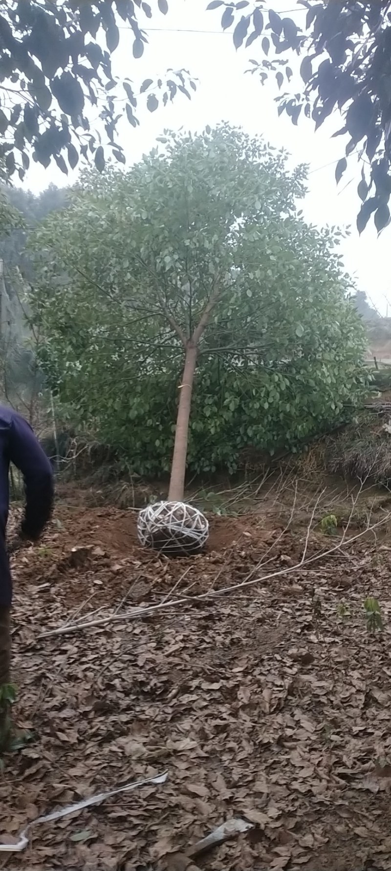 【推荐】大量现货出售各种规格的香樟树截杆反帽原生全冠