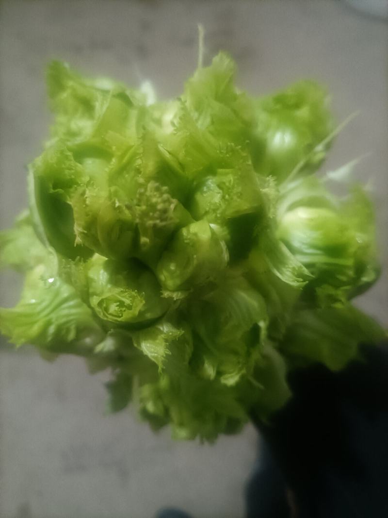 卖儿菜