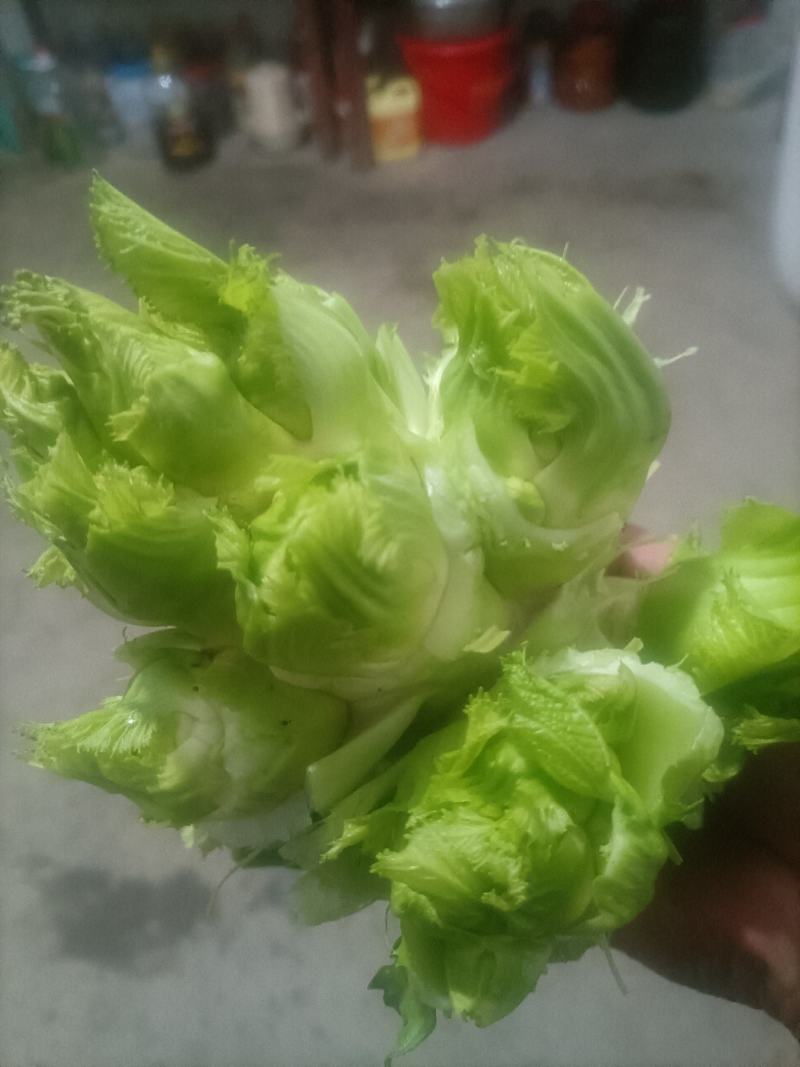 卖儿菜