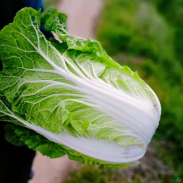 云南精品山地黄心大白菜。口感不错货源充足量大从优