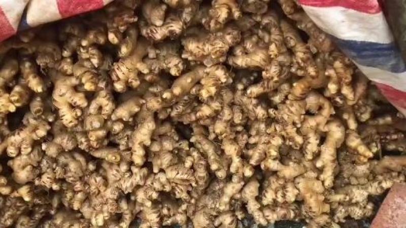 信宜优质大肉姜产地直销质量保证一手货源