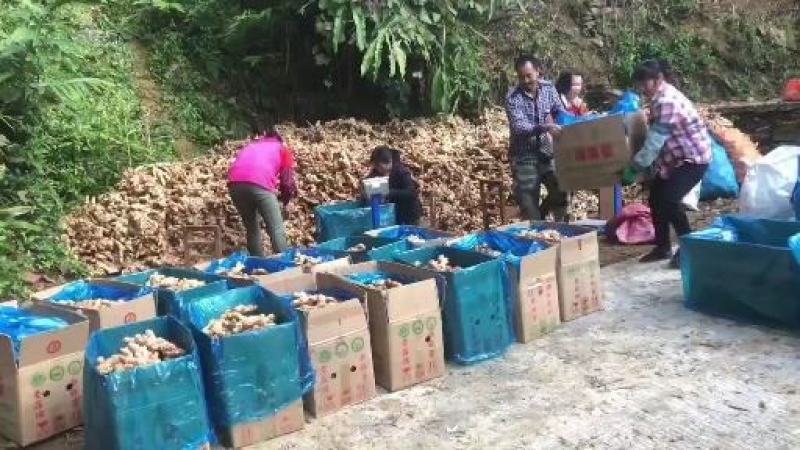 信宜优质大肉姜产地直销质量保证一手货源