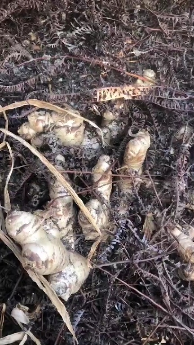 信宜优质大肉姜产地直销质量保证一手货源