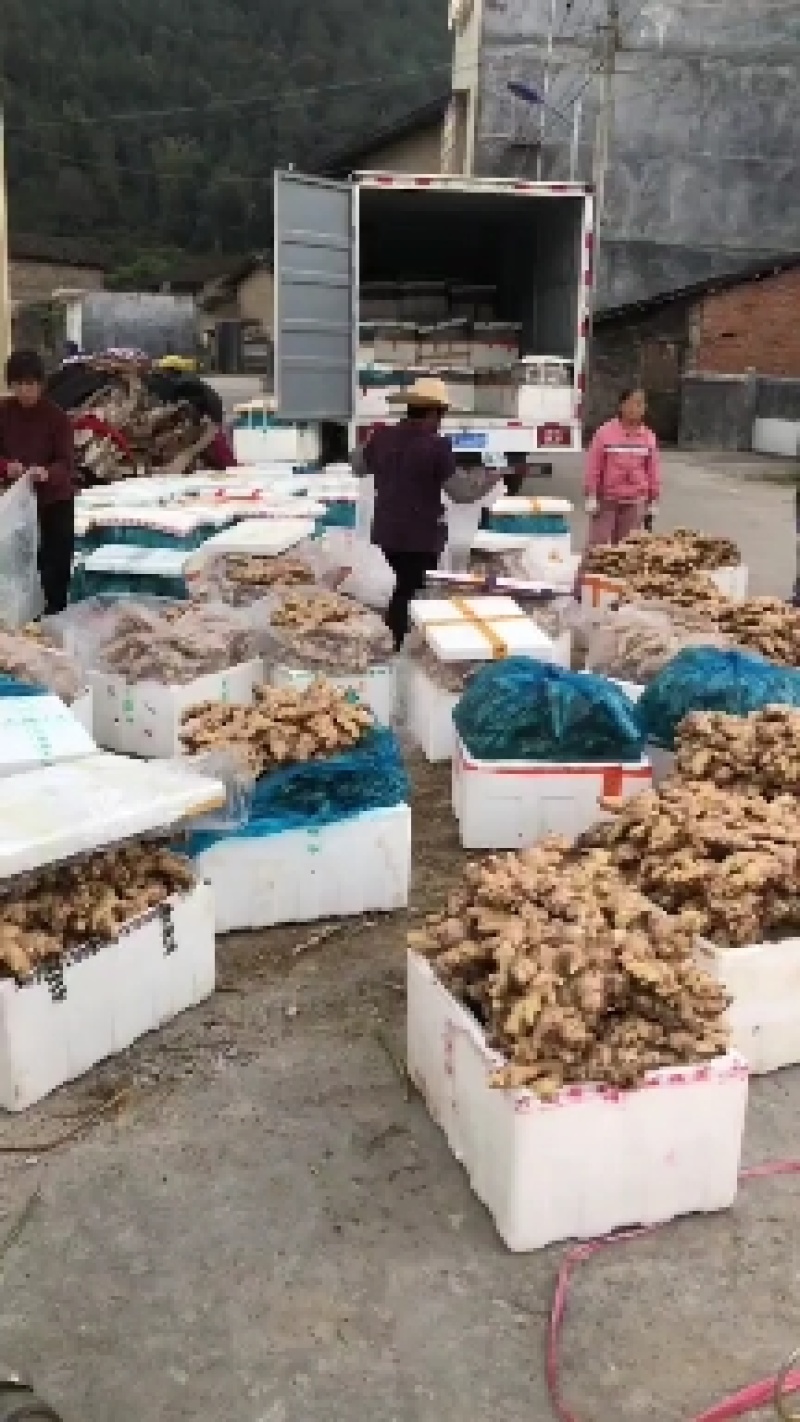 信宜优质大肉姜产地直销质量保证一手货源