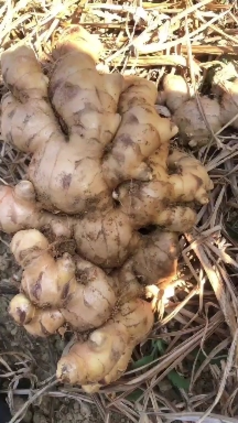 信宜优质大肉姜产地直销质量保证一手货源