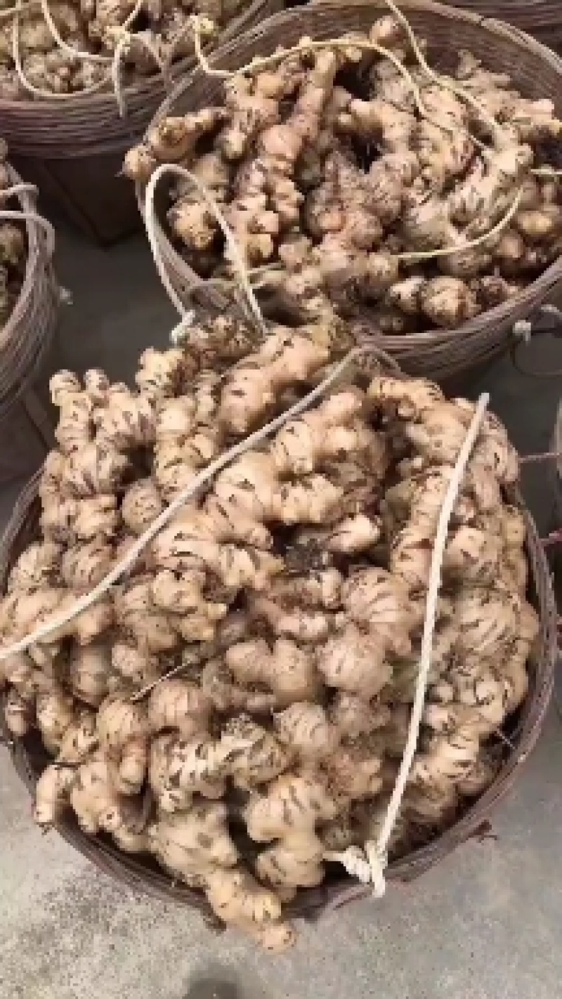 信宜优质大肉姜产地直销质量保证一手货源