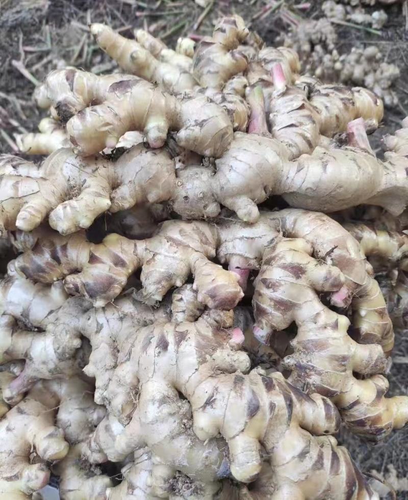 信宜优质大肉姜产地直销质量保证一手货源
