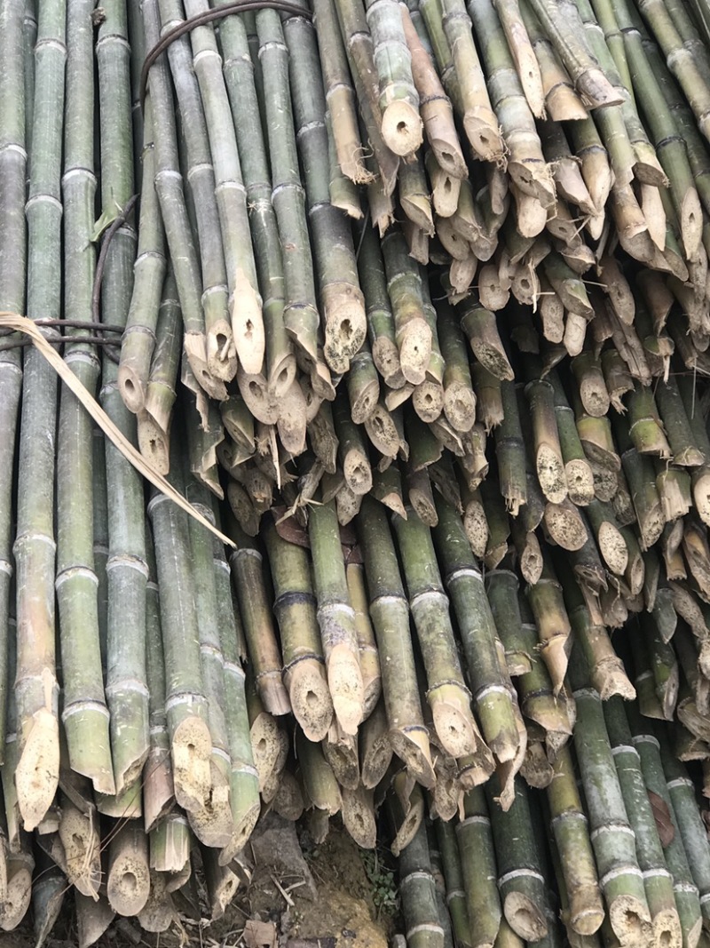 香蕉支撑竹杆，菜架，果树支撑竹杆、豆类支撑竹竿，塔架竹，