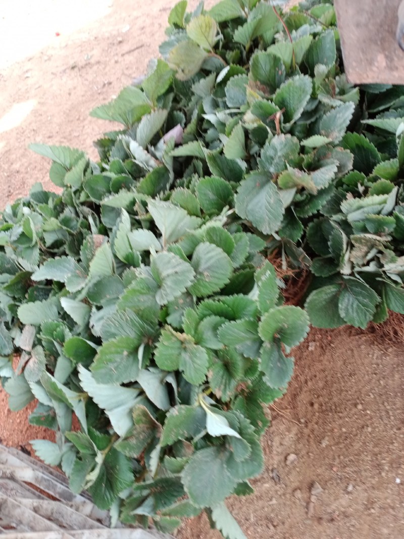 四季草莓苗，奶油味草莓，一棵也是批发价