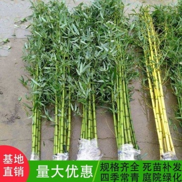 竹子苗庭院植物盆栽四季常青绿化黄金竹苗金镶玉罗汉竹大毛竹