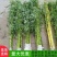 竹子苗庭院植物盆栽四季常青绿化黄金竹苗金镶玉罗汉竹大毛竹
