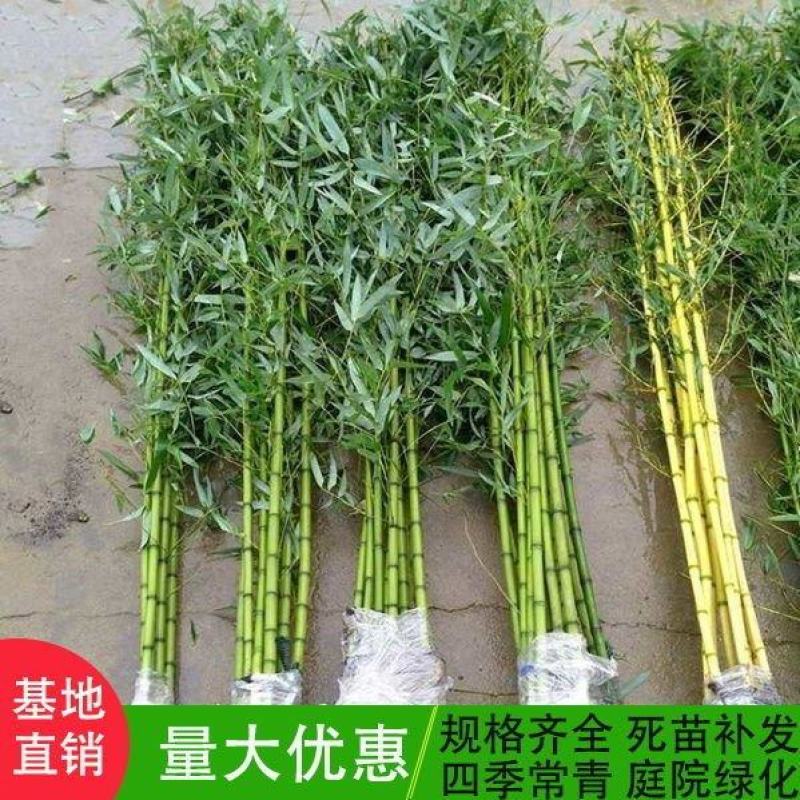 竹子苗庭院植物盆栽四季常青绿化黄金竹苗金镶玉罗汉竹大毛竹